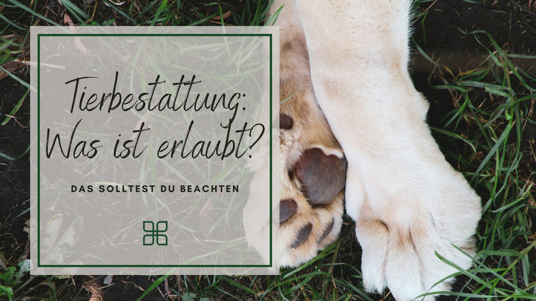 Tierbestattung: Was ist erlaubt? Das solltest du beachten, wenn du dein Tier bestatten willst.